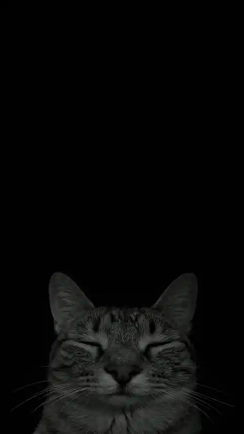미니멀 고양이 다크모드 - 라이브 배경화면