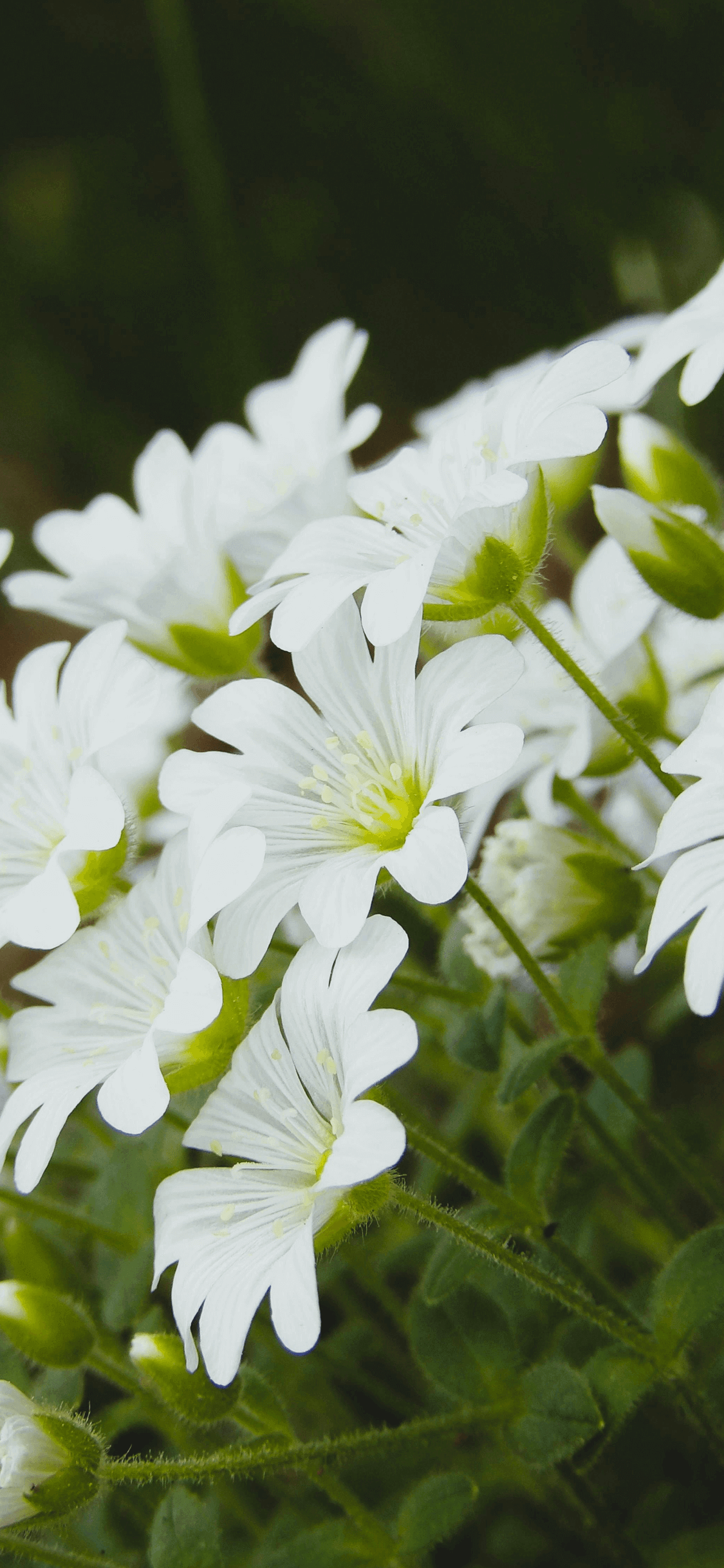 明るい自然光の中で、黄色い中心を持つ白い野草が密集しているマクロ写真。繊細な花びらと緑の茎が鮮明に写っています。