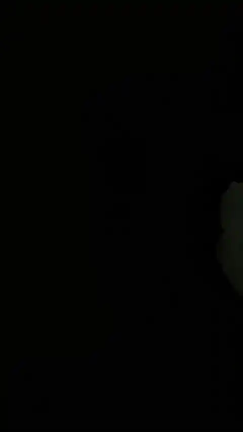 Fond d'Écran Dynamique Chat Blanc Minimaliste