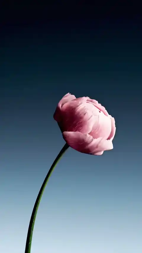 Fleur Rose Minimaliste - Arrière-plan Dynamique