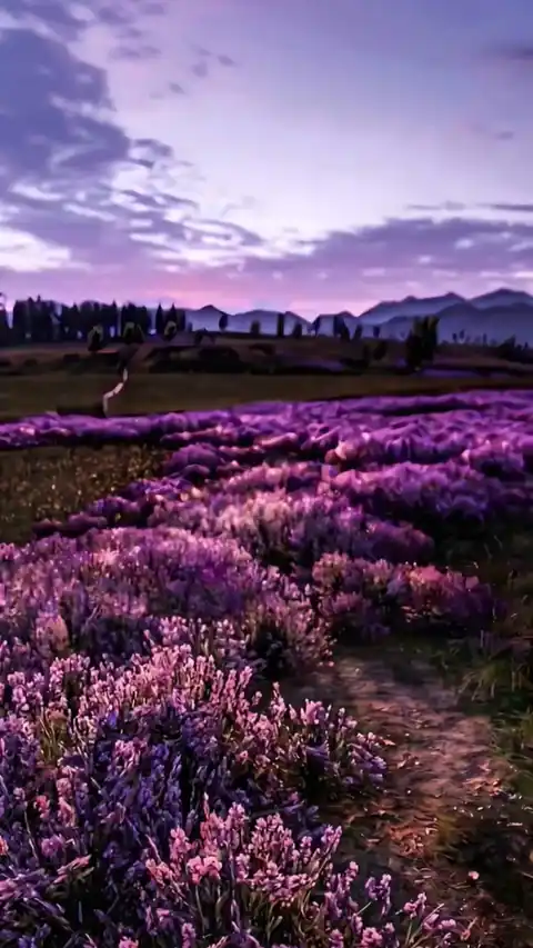 Lavender Field Sunset - Nature Live Wallpaper