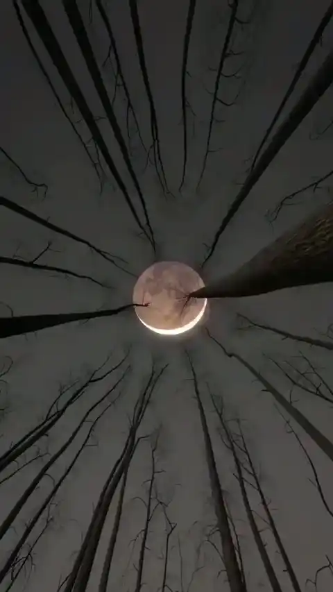 Lune et Forêt Mystique - Fond d'Écran Dynamique