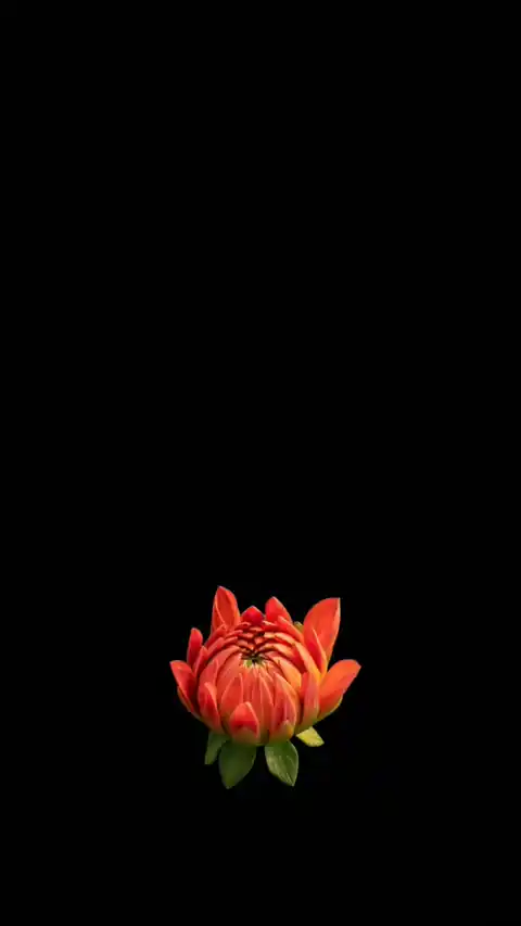 빨간 달리아 꽃 개화 - 움직이는 배경화면