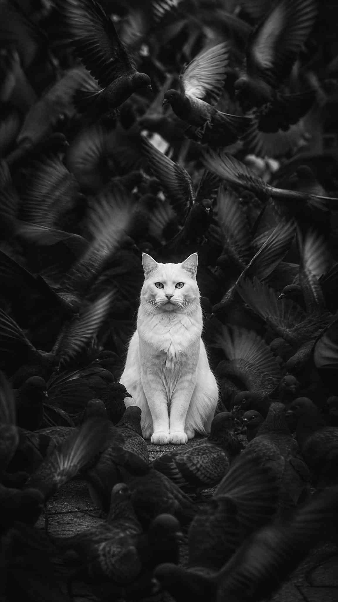 Gato Blanco y Palomas B&N - Fondo 4K