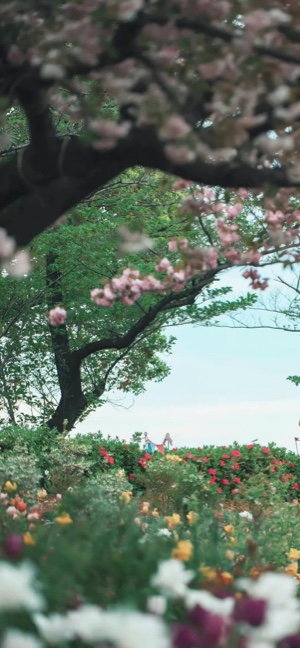 Jardín de Primavera con Cerezos - Fondo 4K