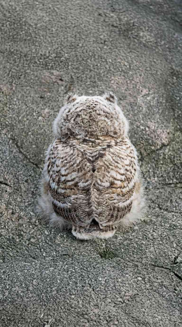 Hibou Nature - Fond d'écran Smartphone