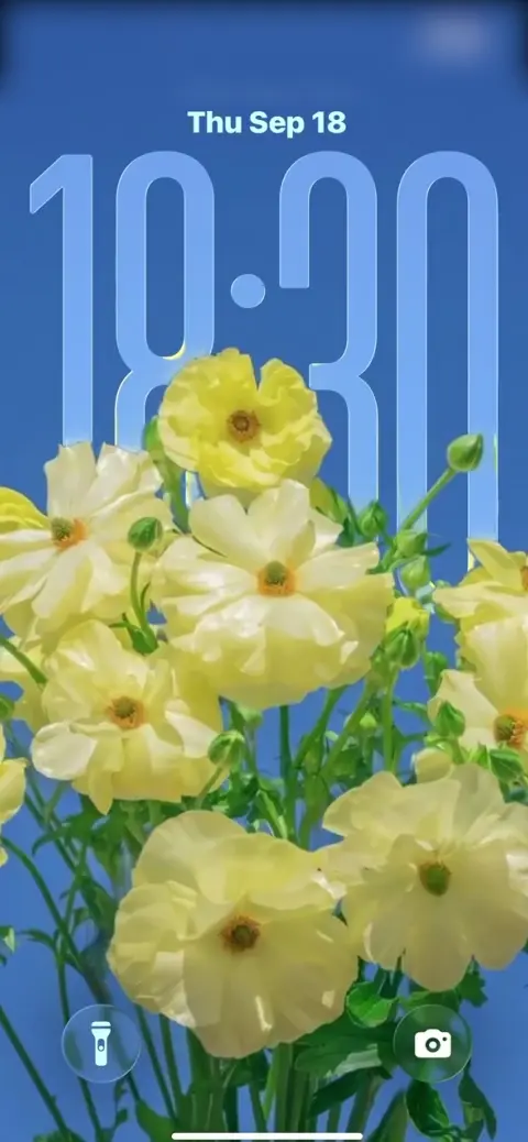 노란 라넌큘러스 - 4K 고화질 폰 배경화면