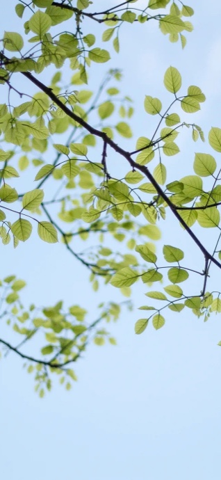 Fresh Green Leaves Nature - 4K Wallpapers