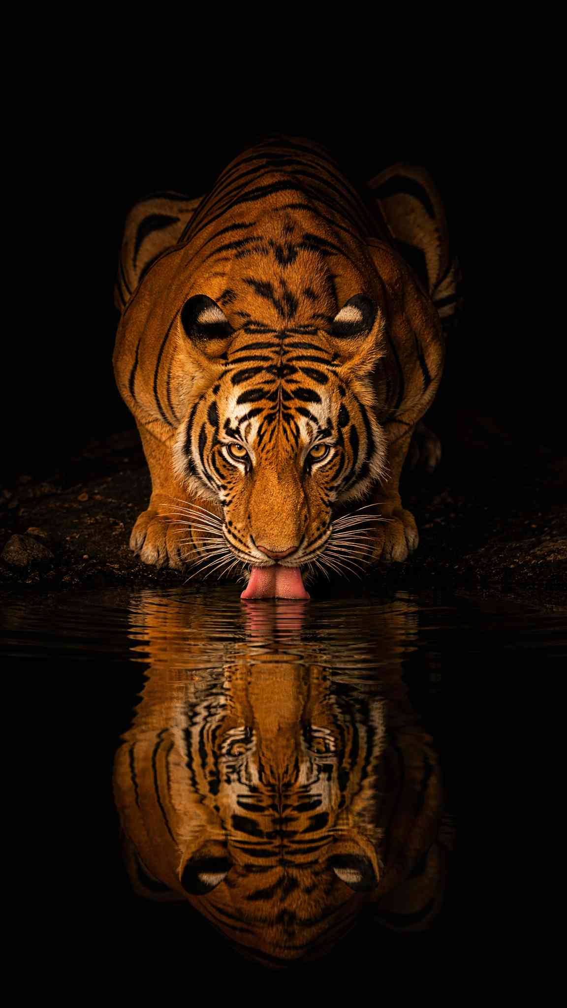 Trinkender Tiger - 4K Hintergrundbild