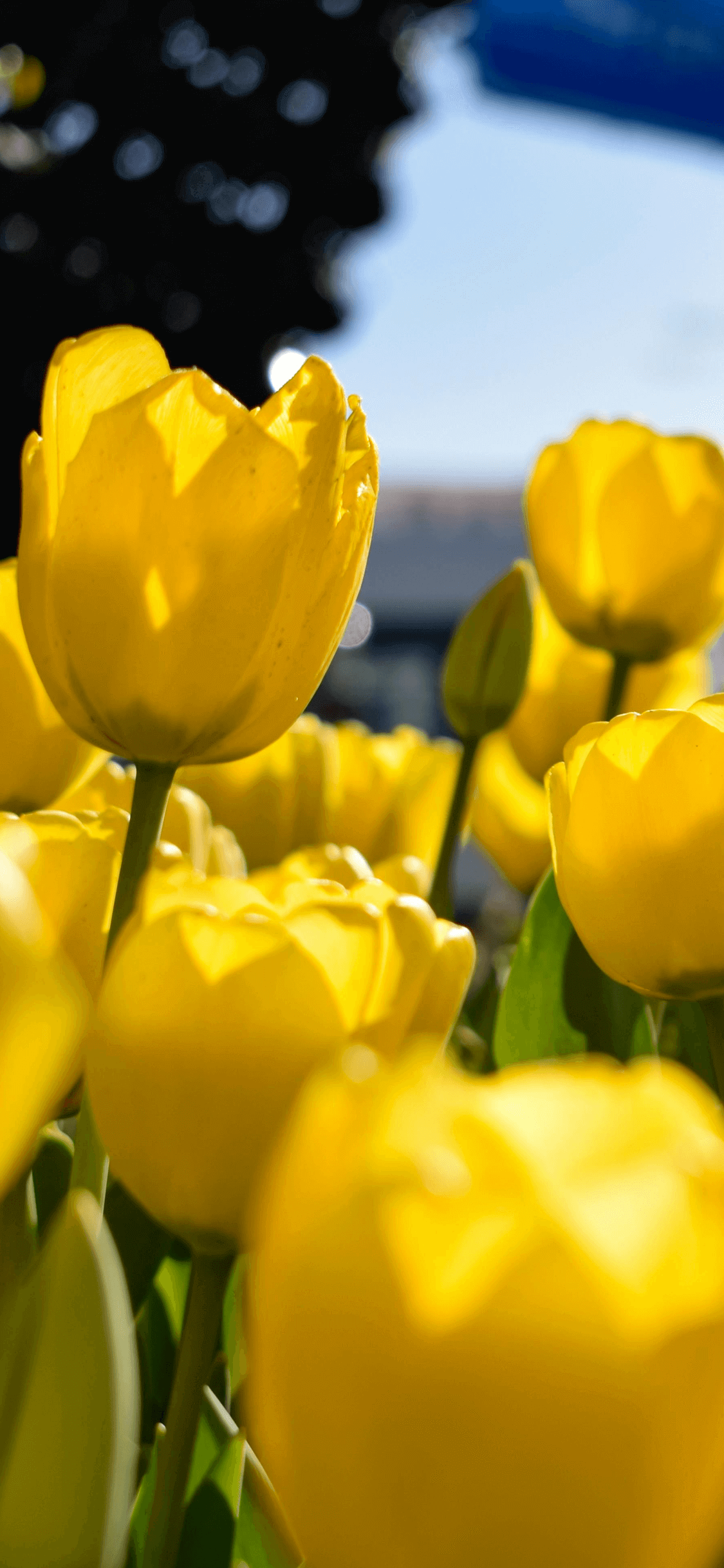 Gelbe Tulpen Natur - 4K Hintergrundbilder