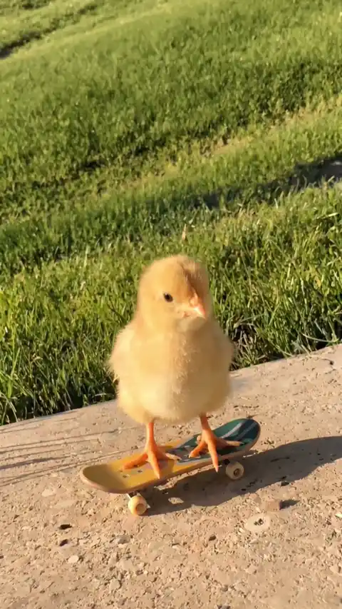 Adorable Pollito en Patineta Fondo de Pantalla Animado 4K