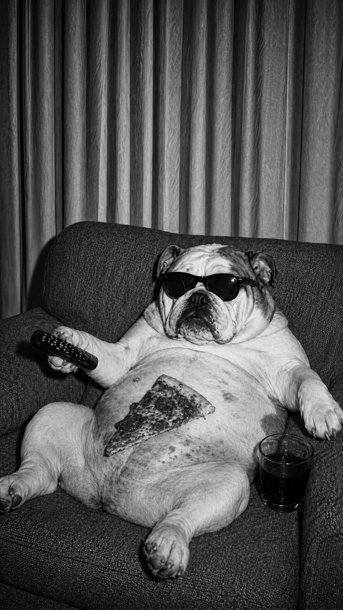 Funny Bulldog Chilling with Pizza Wallpaper