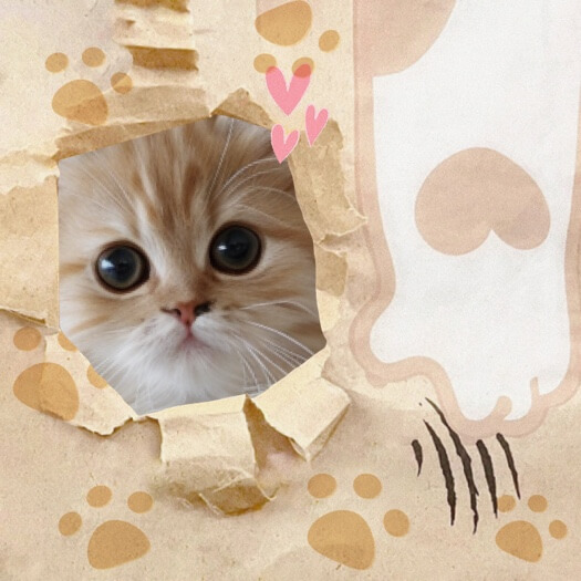 Scrapbook Aesthetic Cat - Photo Collage Template