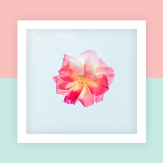 Floral Pastel Minimaliste - Modèle Photo Unique